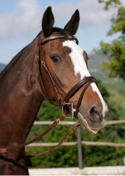 Clicca per ingrandire Briglia Tattini frontalino strass e cuore