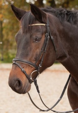 Clicca per ingrandire Briglia con frontalino strass oro