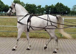 Clicca per ingrandire Finimento da calesse in cuoio Cob